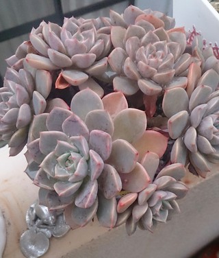 うさこの Succulents な日々 ピンクプリティーの変貌