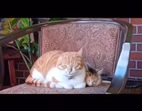 お眠な二猫