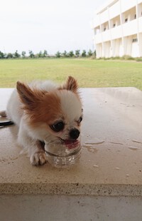 お水 を ペロペロ～