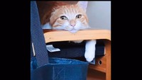 ダラーンとしてますよ