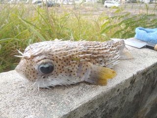初、打ち込み