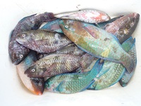 沖磯フカセ釣り釣果　（イラブチャー爆釣！） 2013/07/20 19:04:58