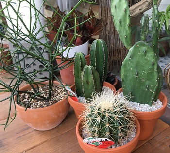 花笠アレンジ