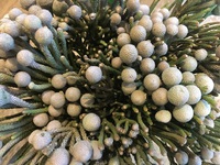 秋から冬への、イイ～感じの花が入荷
