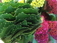 秋から冬への、イイ～感じの花が入荷