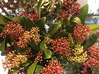 秋から冬への、イイ～感じの花が入荷