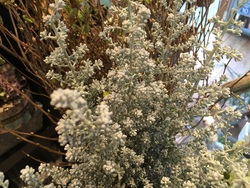 秋から冬への、イイ～感じの花が入荷