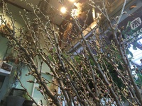 さぶっつ‼　でも桜入荷～ 2018/01/11 17:25:08