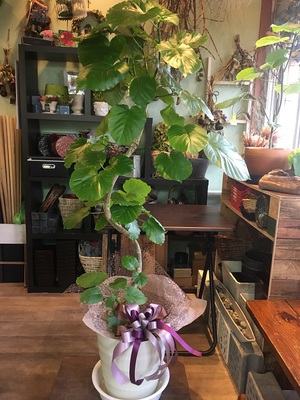 ドライから鉢物までのご注文～♪