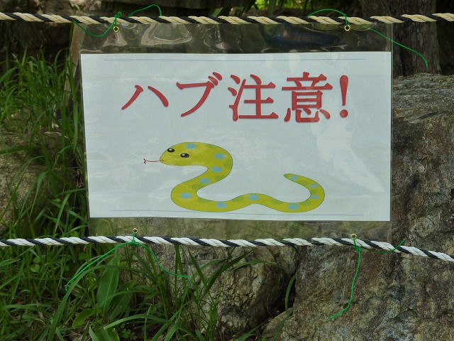 ハブ出没！