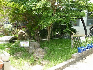 ハブ出没！