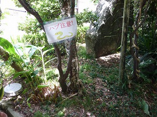 ハブ出没！