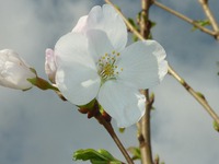 桜の花
