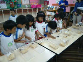 幼稚園　くわがた虫博士