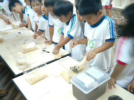 幼稚園　くわがた虫博士