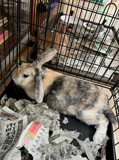 うさぎの観察