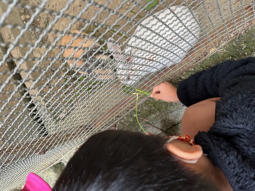 ウサギの餌やり