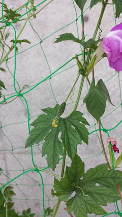 ベランダ菜園♪
