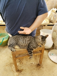 シーマさん本日出勤日❗ 2019/04/19 16:48:25