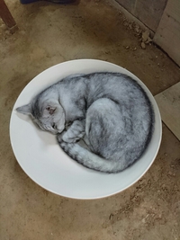 ネコ皿 2018/09/03 22:16:42