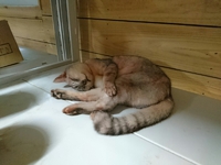 窯休み・・・赤い猫が寝ていました。 2018/09/14 15:46:55