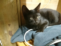 里親募集中です。 2018/10/22 21:01:11