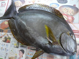魚軍団・瀬底長和さん慶良間遠征☆良い型トカジャーの釣果(^O^)