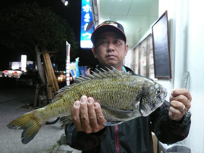 知花聖さん西崎海岸☆大型チヌ４５㎝・１，４㎏Upフカセ釣果(^O^)