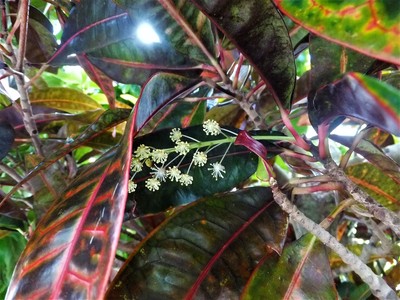 クロトンの花 雲の流れ