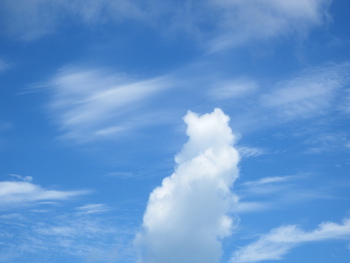 白猫の後ろ姿:雲の流れ②