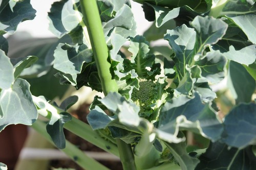 TADARIN菜園