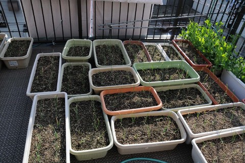 TADARIN菜園