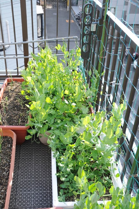 TADARIN菜園