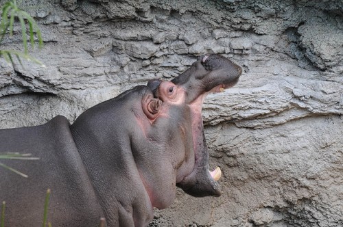 TADARIN動物園