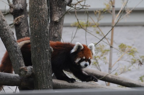 TADARIN動物園