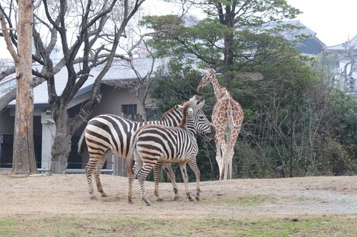 TADARIN動物園