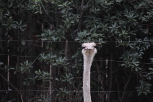 TADARIN動物園