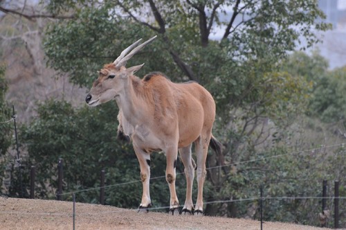 TADARIN動物園