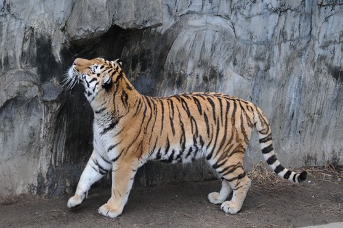 TADARIN動物園