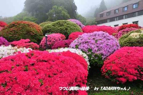つつじ満開in箱根