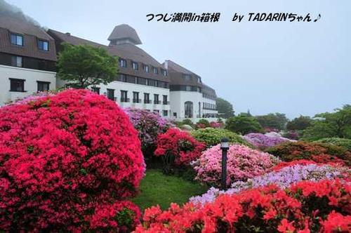 つつじ満開in箱根