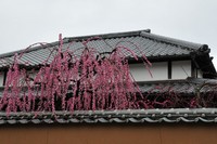 大分の魅力（武家屋敷＆お料理編） 2009/03/26 12:00:00