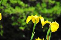 ど～～でもえ～～はなし 2010/06/11 05:25:00