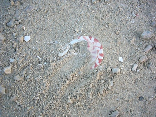 竹富島らしさ