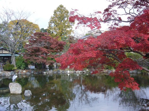 京都紅葉物語