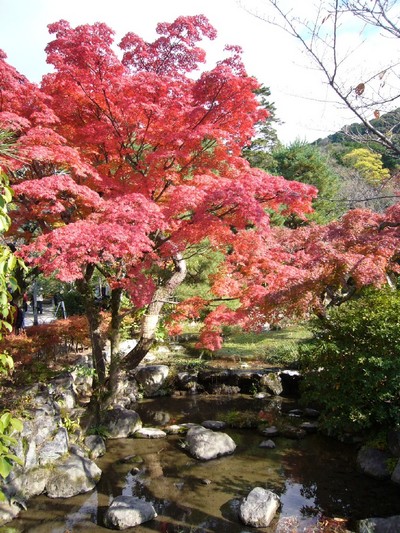 京都紅葉物語　Part3
