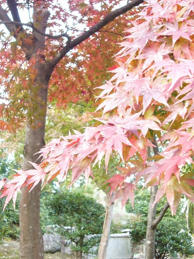 京都紅葉物語　Part3