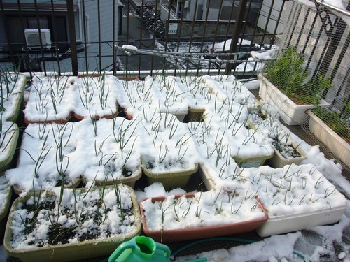 大雪