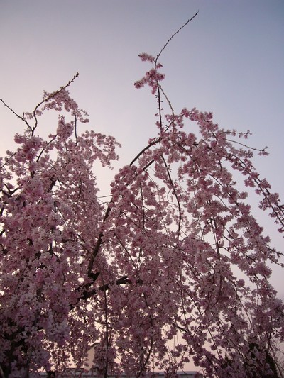 近所の桜