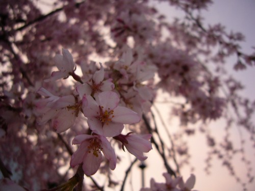 近所の桜